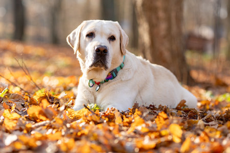 Golden retriever dog on a walk in the park. Cute dog lies in the autumn parkの写真素材