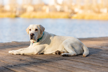 Golden retriever dog on a walk in the park. Cute dog lies in the autumn parkの写真素材