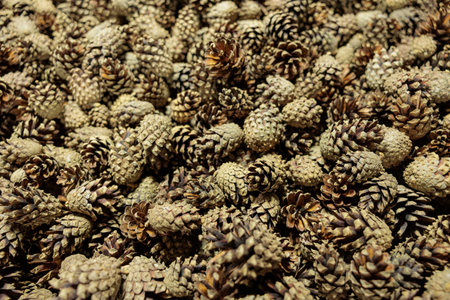 The background consists of a large number of dry cones. Many cones