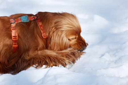 Red spaniel dog plays and gnaws with a stick outside in winter on the snowの写真素材