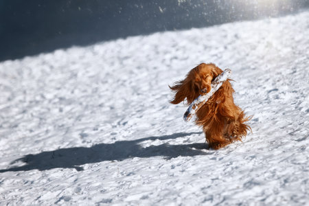 Red spaniel dog plays with a stick outside in winter on the snow