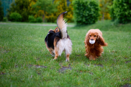 corgi and spaniel playing on the grass. Two dogs friends on a walk in the park at summer