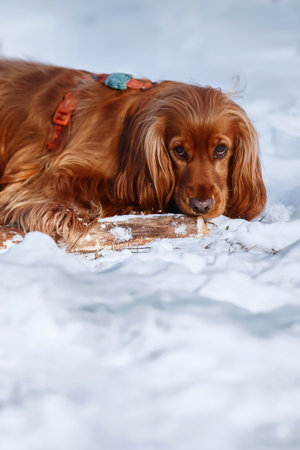 Red English spaniel dog with a stick in its teeth on a snowy path