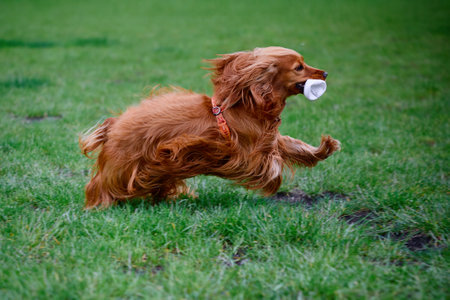 Happy red spaniel dog runs in tall green grass on a sunny day. Relaxed pet with a ball in the park enjoying springtime outdoorsの写真素材