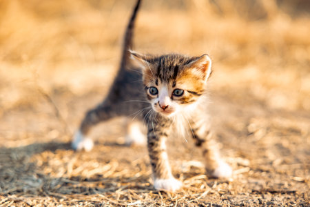 Portrait of a kitten in dry grass. First outdoor walk