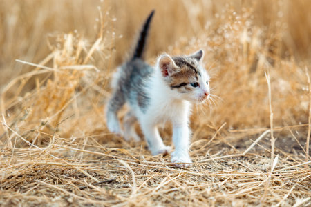 Portrait of a kitten in dry grass. First outdoor walkの写真素材