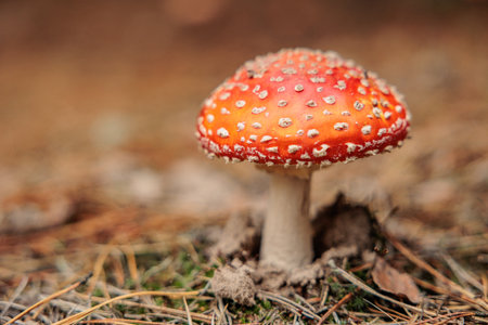 A single fly agaric with a bright red cap stands in the forest.