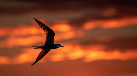 Silhouette photo of common tern flying under sunset sky. Sterna hirundoの素材