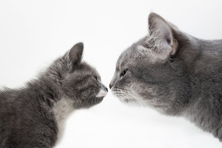 Cute kitten and adult cat look at each other closely, isolated on white background, close up. Sniffing cats. Acquaintance of domestic cats. Portrait of a cat in profile, side view. Friendship of catsの写真素材