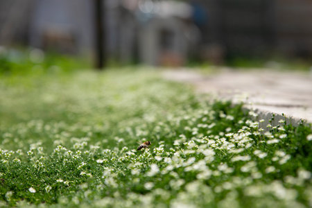 Honey bee collects pollen and nectar. A bee pollinates flowers on a green juicy grass on the meadow. Close up, selective focus, shallow DOF. Beekeeping, agriculture or gardening concept. Copy spaceの写真素材