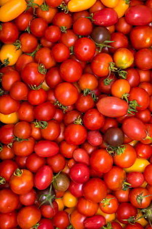 We see a tray of tomatoes that has been collected. Photo can be used as background.の写真素材