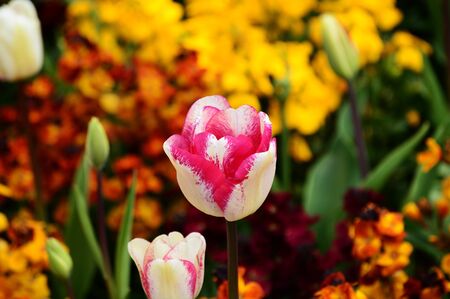 Tulipの写真素材