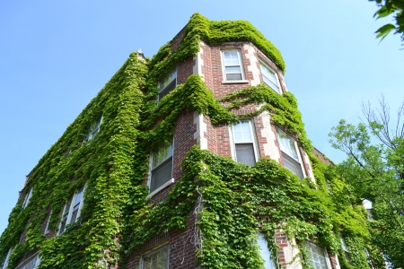 An apartment decked out in ivy    West Lafayetteのeditorial素材