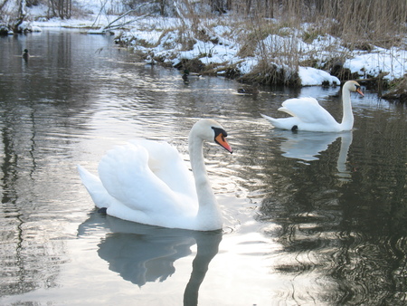 white swans together with ducks float in the river. around snow liesの写真素材