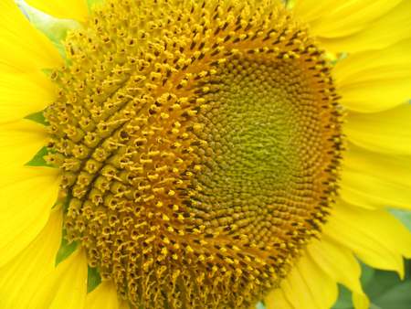 the field of the opened yellow sunflowers the wood summer a heat grass Augustの写真素材