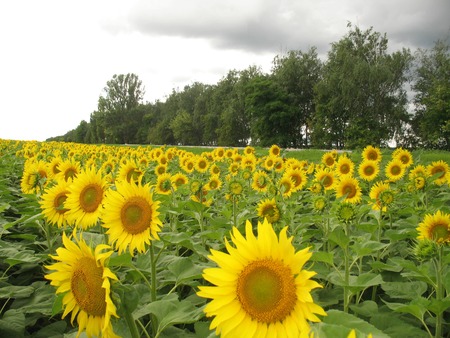 the field of the opened yellow sunflowers the wood summer a heat grass Augustの写真素材