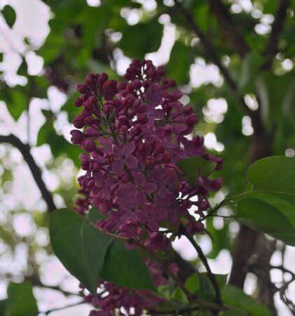 Lilac blooming flowersの写真素材
