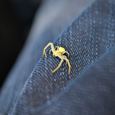 Small spider on jeansの写真素材