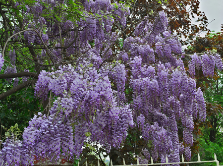 Tree blooming with purple flowersの写真素材