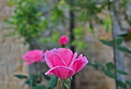 Pink rose in full bloom, closeupの写真素材