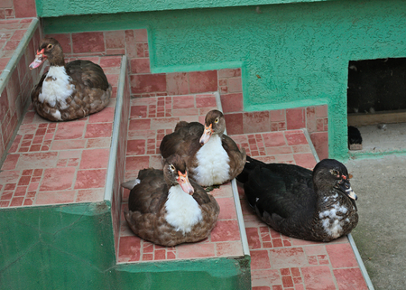4 ducks sitting on stairs tiles at front entrance of the houseの写真素材