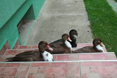 4 ducks sitting on stairs tiles at front entrance of the houseの写真素材