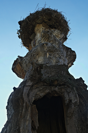 Stork nest at top of old dry treeの写真素材