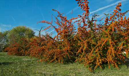 Several Sea Buckthorn trees full of berries at autumn time, close up