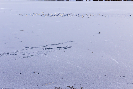 A flock of seagulls on the frozen lake. Winter morning in Warsaw, Poland.の写真素材