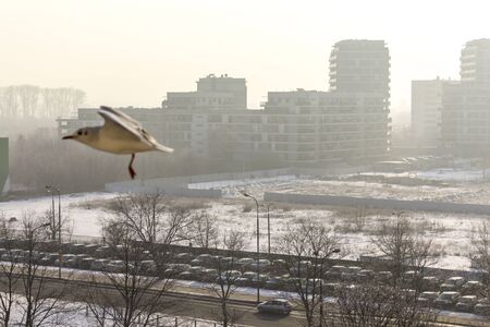 Flying seagull in the snow-covered city. Winter morning in Warsaw, Poland.の写真素材