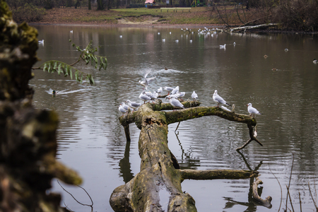 Seagulls sitting on an old tree felled in the water. Lake in the city park in Warsaw, Poland.	の写真素材
