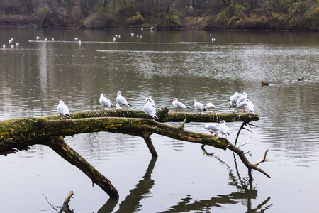 Seagulls sitting on an old tree felled in the water. Lake in the city park in Warsaw, Poland.の写真素材