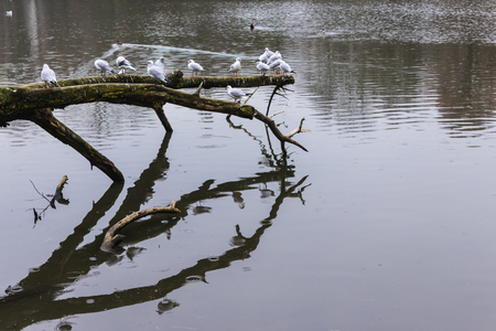 Seagulls sitting on an old tree felled in the water. Lake in the city park in Warsaw, Poland.	の写真素材