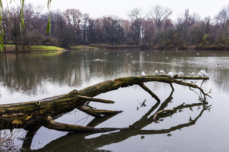 Seagulls sitting on an old tree felled in the water. Lake in the city park in Warsaw, Poland.	の写真素材