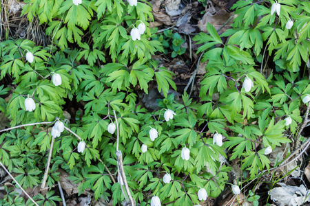 Snowdrop is the first spring flower among the firs and pines. The spring wood in mid-April. Podlasie, Poland.の写真素材