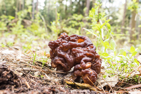 Morel - the first spring mushroom among the firs and pines . Spring forest in the middle of April. Podlasie, Poland.の写真素材