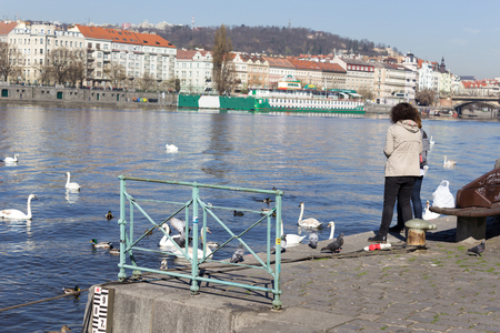 Feeding swans on the Vltava River in the early spring morning. Area of the Old Town Prague, Czech Republic.のeditorial素材