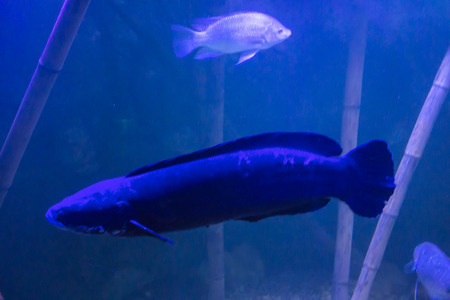 Tropical freshwater fish in the aquarium. Such fish like to draw children, artists and website...