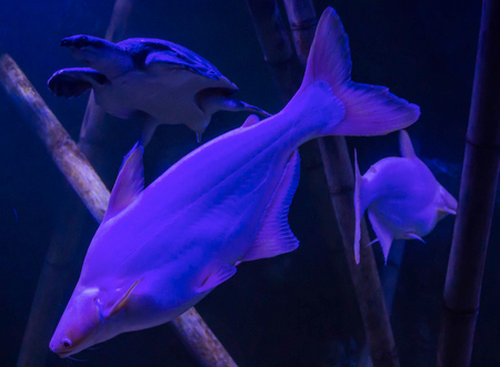 Tropical freshwater fish in the aquarium. Such fish like to draw children, artists and website designers.の写真素材