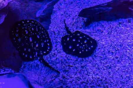Freshwater skates lying on the bottom of the aquarium. Children, artists and website designers are very fond to drawing such fish.の写真素材