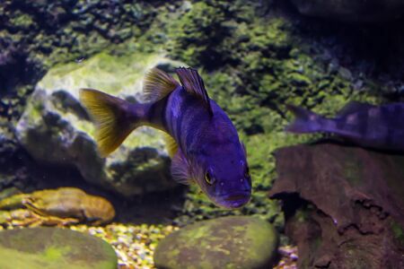 Freshwater predator perch is a very beautiful fish. Children, artists and website designers are very fond to drawing such fish.の写真素材