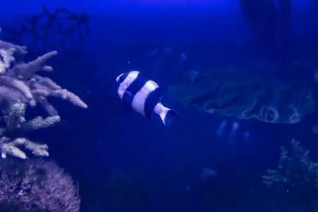 Tropical sea fish in an aquarium. Such fish like to draw children, artists and website designers.の写真素材