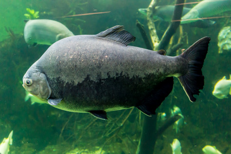 Big fish, living in nature among corals in the tropical seas. Aquarium with sea water. A beautiful image for children, artists and web designers.の写真素材