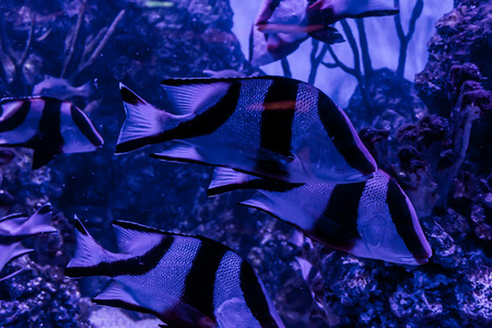 Fish, living among the corals in the tropical seas, in an aquarium with sea water. A beautiful image...