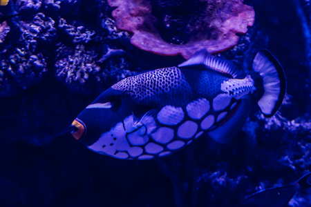 Fish, living among the corals in the tropical seas, in an aquarium with sea water. A beautiful image for children, artists and web designers.の写真素材