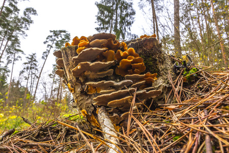 Stereum hirsutum. Yellow fungus, settled on the old stump. Beautiful architecture. The perfect photo for your mushrooms, fungus, forest and nature.の写真素材
