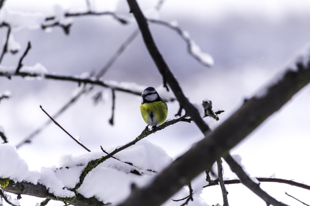 The great tit (Parus major) with a yellow breast sitting on a branch after a snowfall. Frosty day, a lot of snow. The middle of winter.の写真素材
