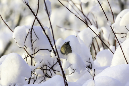 The great tit (Parus major), sitting in the snow, raised its beak upward. Frosty day, a lot of snow. The middle of winter.の写真素材