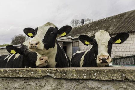 Three heifers, with yellow identification tags in their ears,what  standing behind the stone wall. Dairy farm in Podlasie, Poland.の写真素材