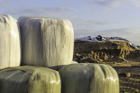 Stacked like a pyramid, round bales of hay and silage wrapped in a white membrane. Food for cows  is stored on the field near the silo.  Dairy farm.の写真素材